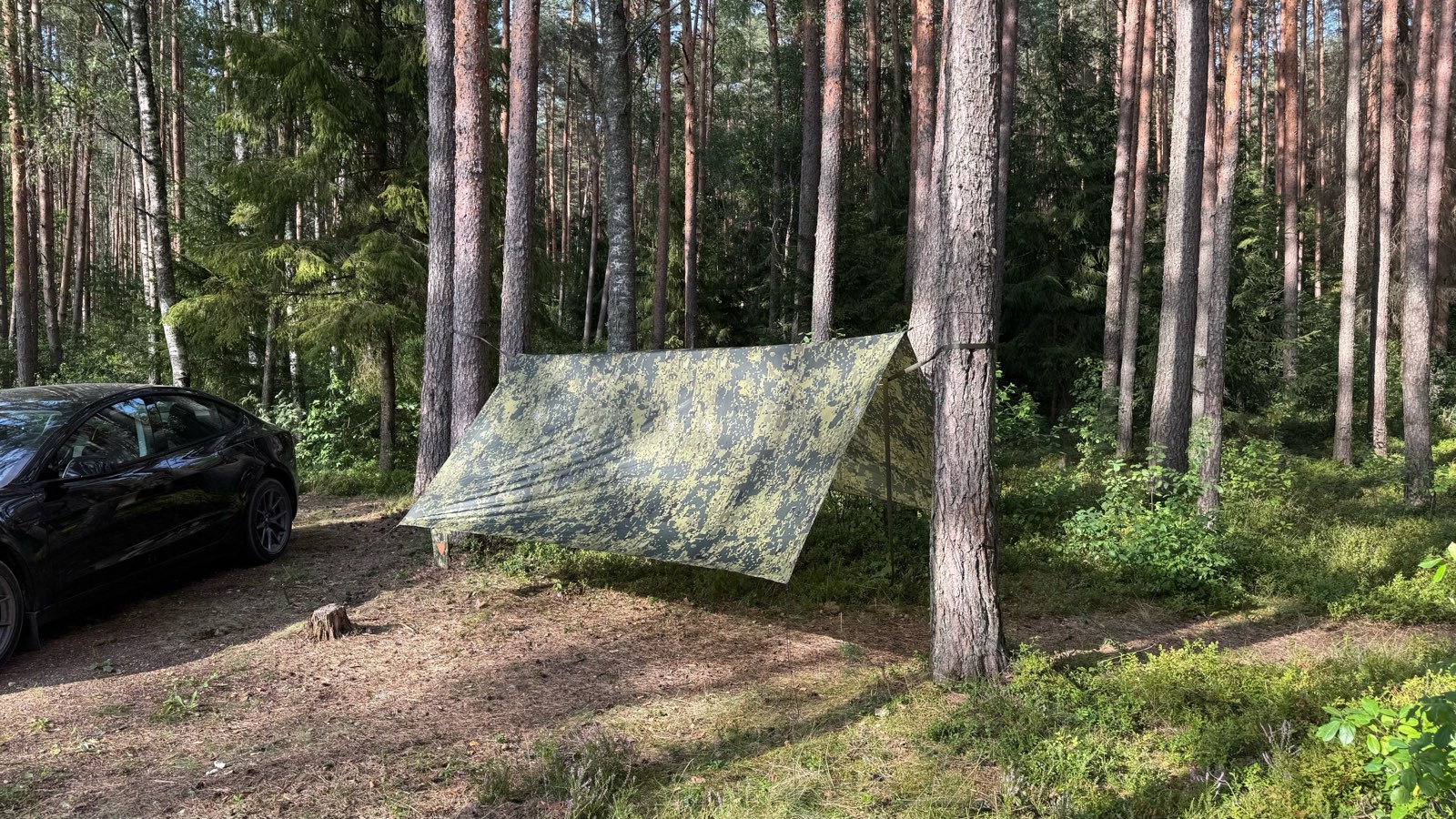 The tarp pitched low between pines in a sunlit forest, its pattern breaking up against the trunks.